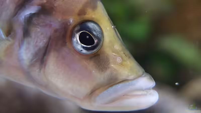 Altolamprologus calvus von axolotl (96)