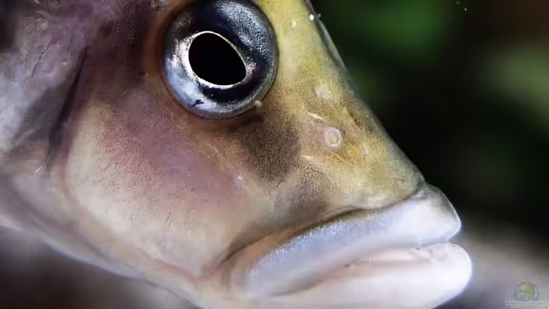 Altolamprologus calvus von axolotl (98)