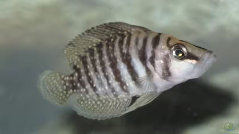 Altolamprologus calvus von Chris Wittemann (3)