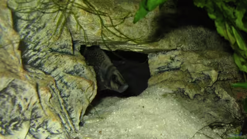 Altolamprologus calvus von Chris Wittemann (4)