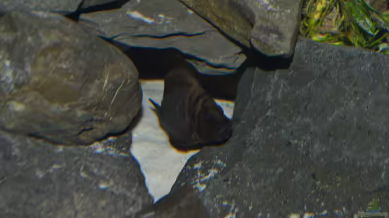 Altolamprologus Calvus von djhitek (10)