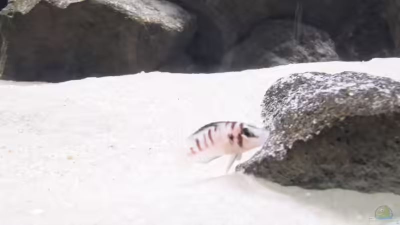 Altolamprologus calvus von Haens84 (27)