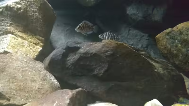 Altolamprologus Calvus von pacho (21)