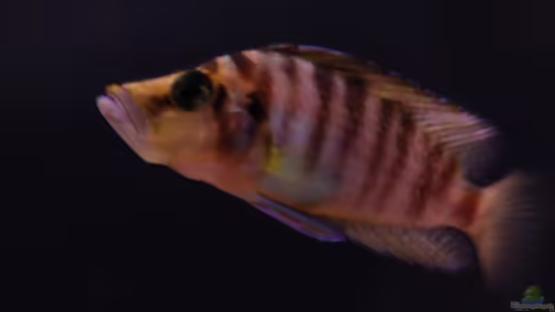 Altolamprologus Calvus von Rob Van Der Velde (14)