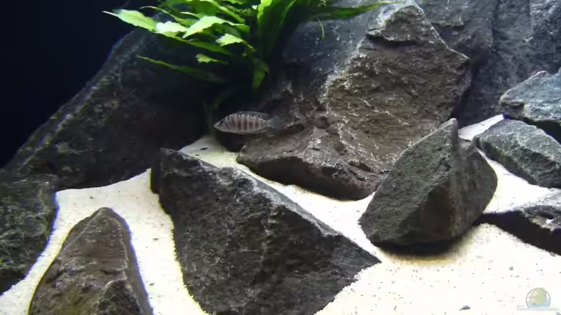 Altolamprologus Calvus ´white´ von xenomorphian (4)