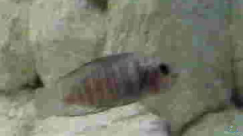 Altolamprologus calvus white (weiblich) von Markus Tratschitt (7)