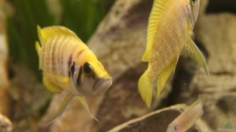 Altolamprologus calvus Yellow von photizo (17)