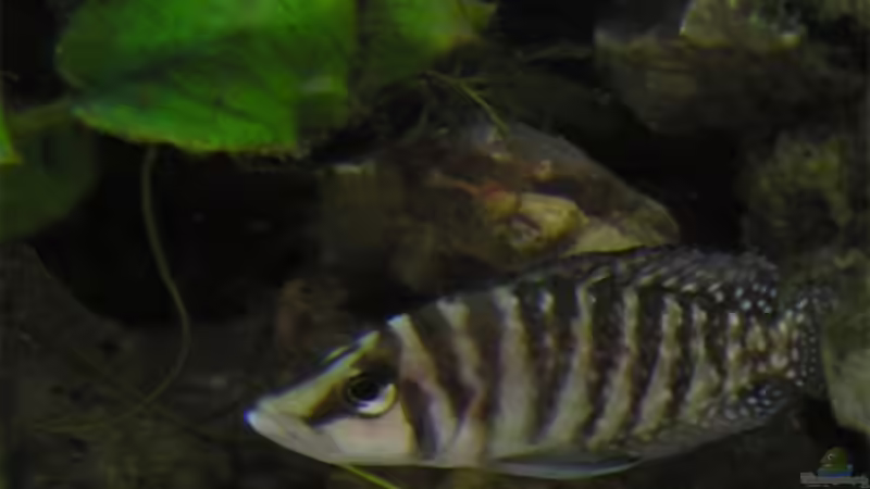 Einrichtungsbeispiele für Altolamprologus calvus (Perlhuhncichlide)