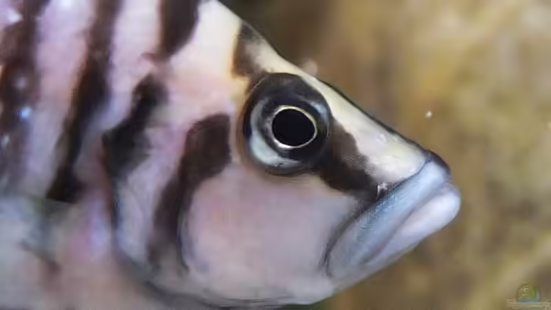 Einrichtungsbeispiele für Altolamprologus calvus (Perlhuhncichlide)