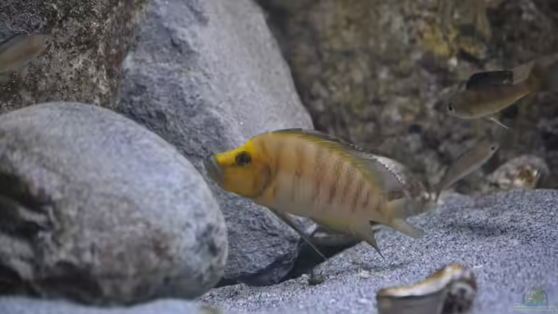 Altolamprologus comp. ´golden head´ bei 100% Lichtstärke von falleb (28)