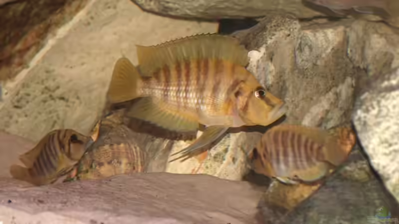 Altolamprologus Comprecciceps von Yigit Nur (13)