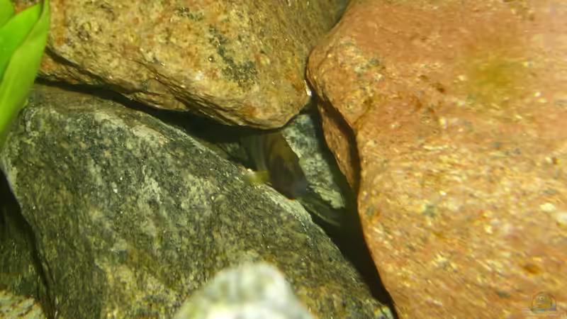 Altolamprologus compressicep in seiner Höhle von deBouwer (25)
