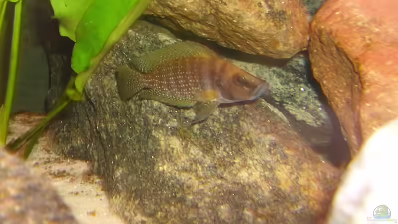 Altolamprologus compressicep (weibchen) von deBouwer (26)