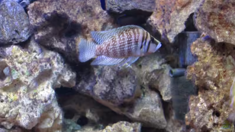 Altolamprologus Compressiceps -abgegeben, nur als Beispiel! von Malawi-Dude (15)