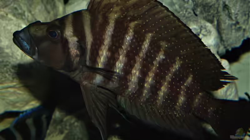 Altolamprologus compressiceps black widow Kiku Weibchen mit reponiertem Maul von Cichliden-Kabuff (18)