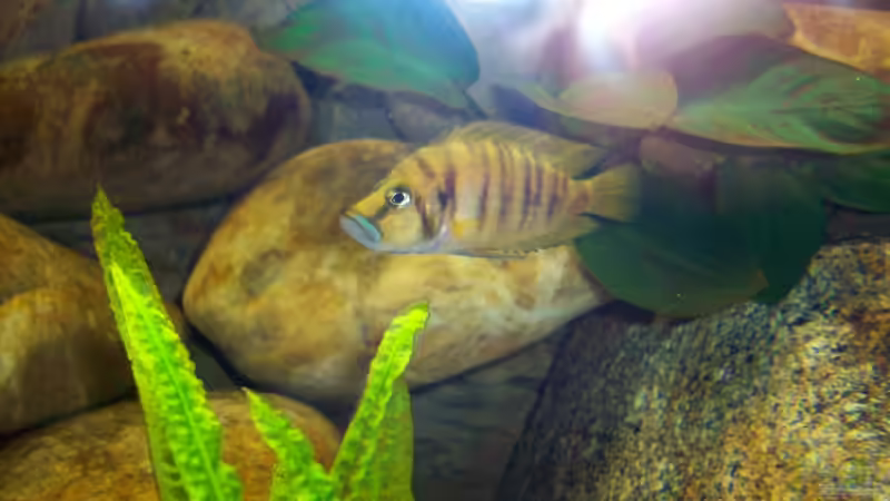 Altolamprologus compressiceps Bock von Ollinger (10)