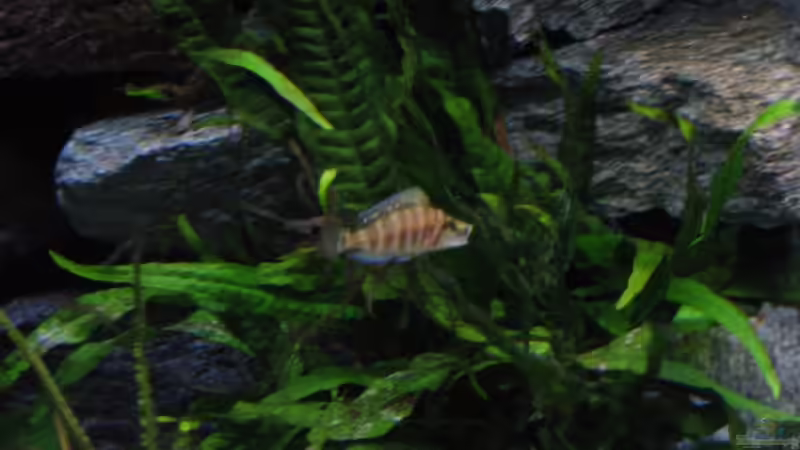 Altolamprologus compressiceps chaitika  von Marco Hunziker (13)