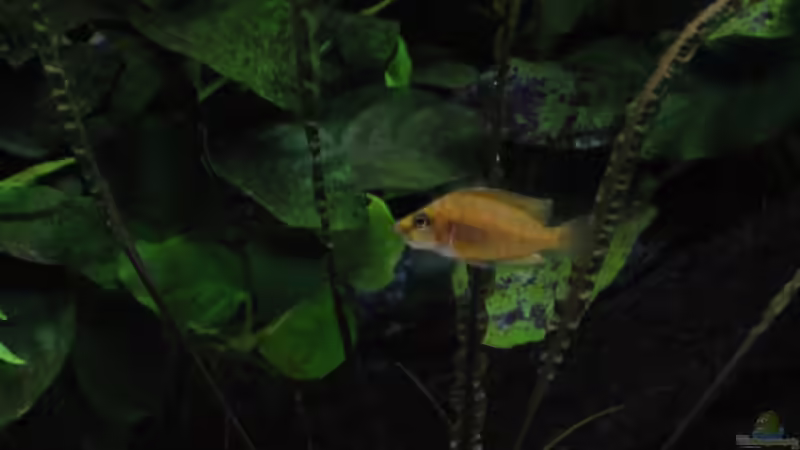 Altolamprologus compressiceps ´chaitika´ von Marco Hunziker (15)