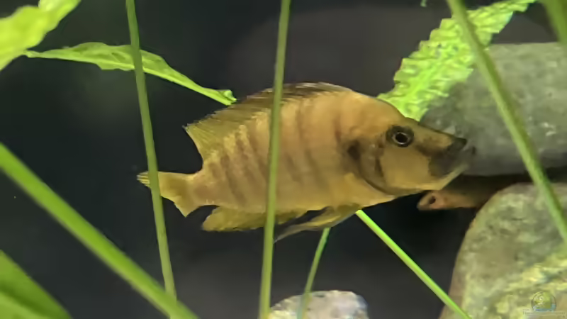 Altolamprologus compressiceps chaitika yellow  von Ralf Fiechter (17)