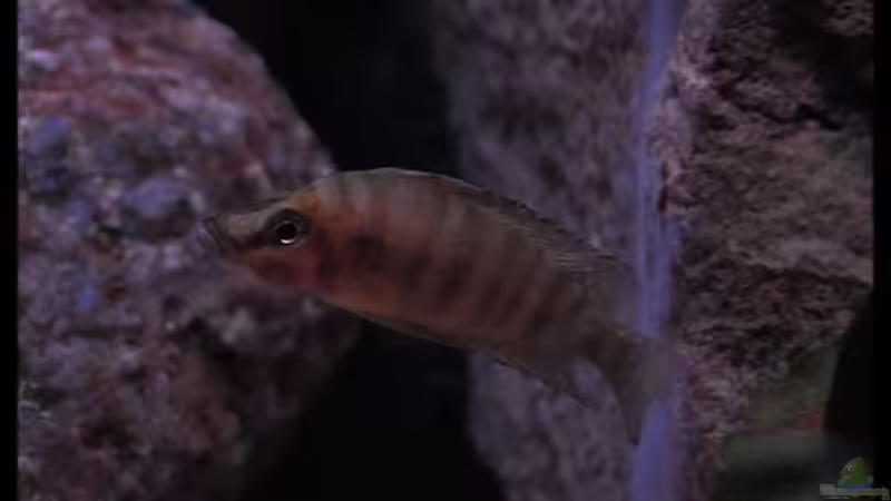 Altolamprologus compressiceps ´Fire Fin´ (1) von ***ELLIS*** (40)