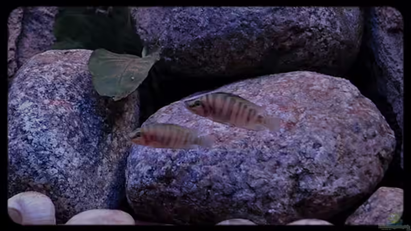 Altolamprologus compressiceps ´Fire Fin´ (10) - ...ein Paar?... von ***ELLIS*** (49)