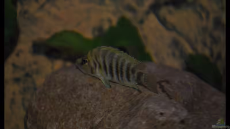 Altolamprologus compressiceps ´Fire Fin´ (2) - im Blitzlicht... von ***ELLIS*** (41)