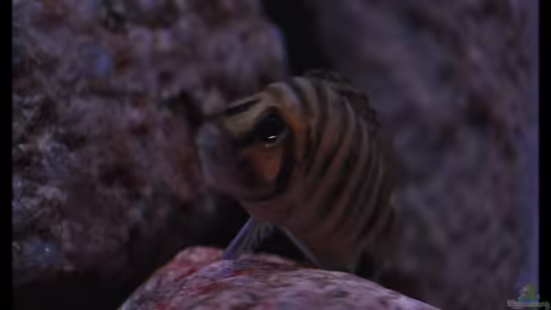 Altolamprologus compressiceps ´Fire Fin´ (3) von ***ELLIS*** (42)