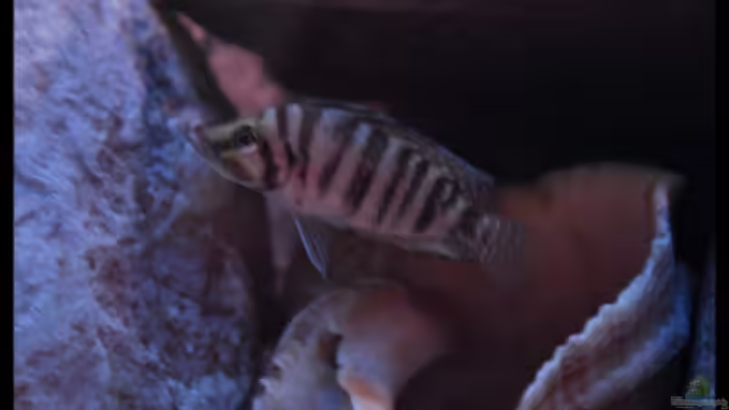 Altolamprologus compressiceps ´Fire Fin´ (4) von ***ELLIS*** (43)