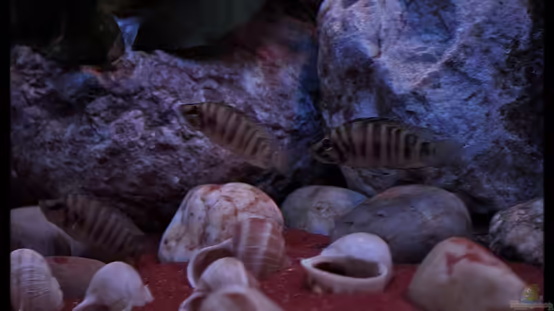 Altolamprologus compressiceps ´Fire Fin´ (5) von ***ELLIS*** (44)