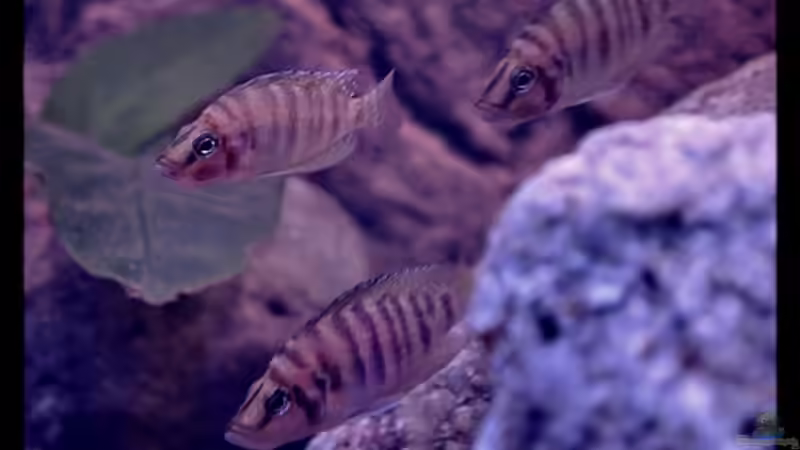 Altolamprologus compressiceps ´Fire Fin´ (6) -alle drei...:-) von ***ELLIS*** (45)