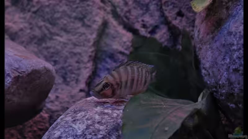 Altolamprologus compressiceps ´Fire Fin´ (8) von ***ELLIS*** (47)