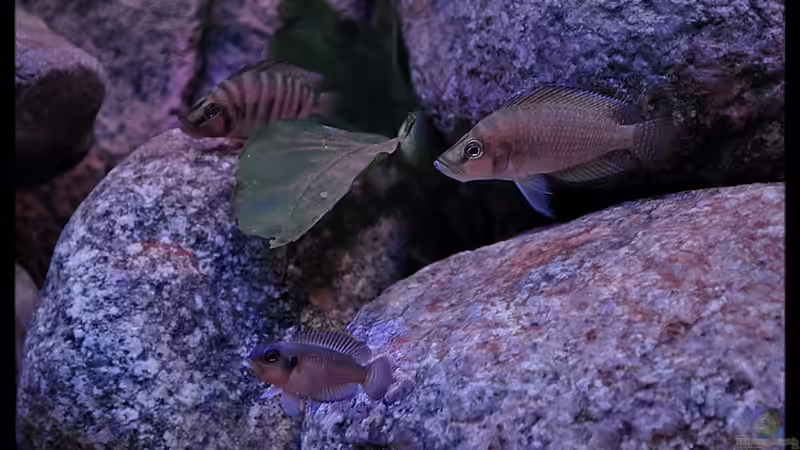 Altolamprologus compressiceps ´Fire Fin´ (9) von ***ELLIS*** (48)