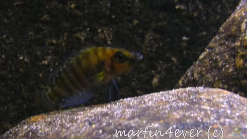 Aquarien mit Altolamprologus compressiceps (Nanderbuntbarsch)