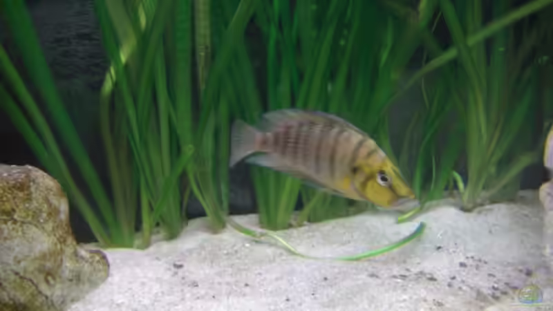 Altolamprologus compressiceps gold head männchen von Florian Glaser (9)