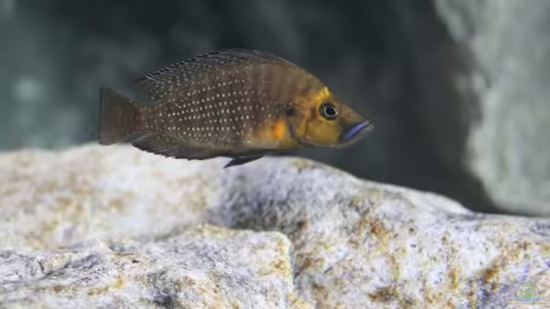 Altolamprologus compressiceps Gold Head ´Mutondwe´ F1 Female 1 von Björn (Slavi) (16)