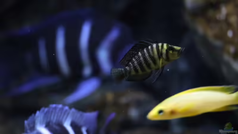 Altolamprologus compressiceps Gold Head ´Mutondwe´ F1 female 3 von Björn (Slavi) (18)