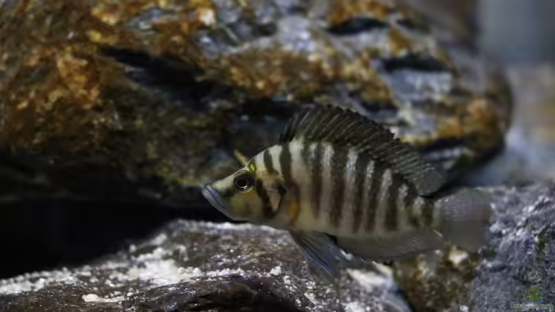 Altolamprologus compressiceps Gold Head ´Mutondwe´ F1 Female 4 von Björn (Slavi) (19)