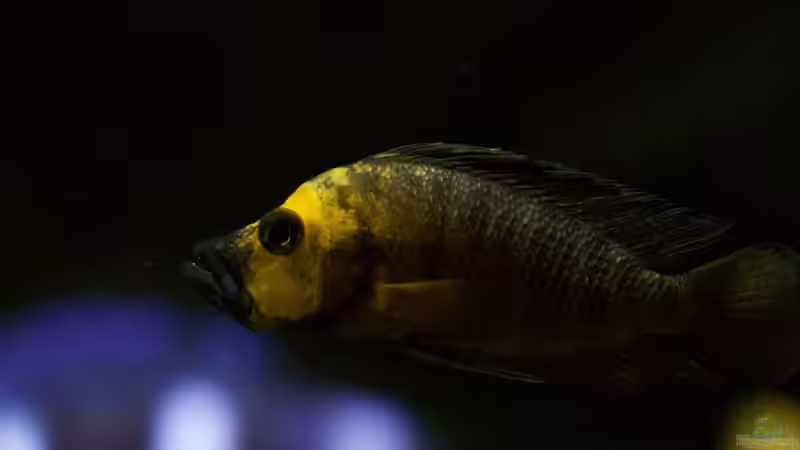 Altolamprologus compressiceps Gold Head ´Mutondwe´ F1 Male 1 von Björn (Slavi) (14)