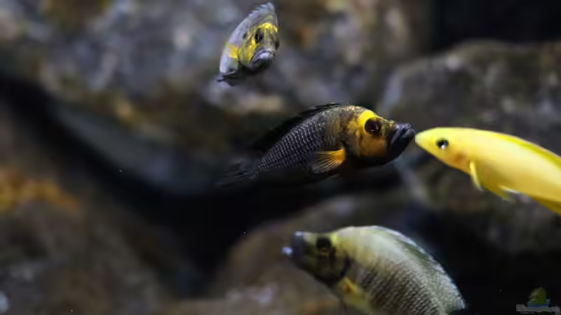 Altolamprologus compressiceps Gold Head ´Mutondwe´ F1 von Björn (Slavi) (21)