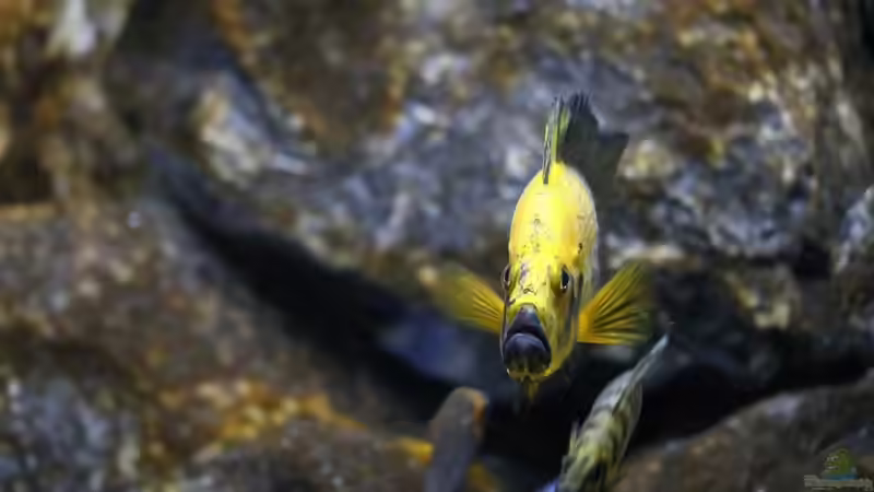 Altolamprologus compressiceps Gold Head ´Mutondwe´ WF von Björn (Slavi) (11)