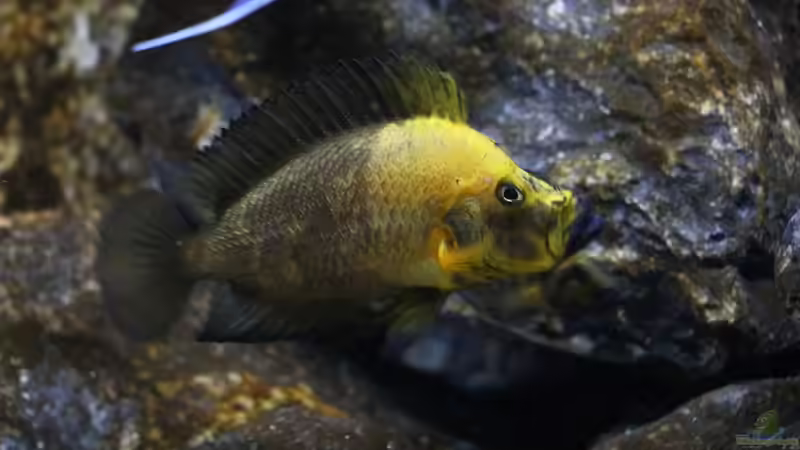 Altolamprologus compressiceps Gold Head ´Mutondwe´ WF von Björn (Slavi) (12)