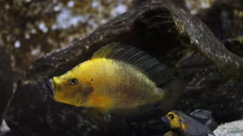 Altolamprologus compressiceps Gold Head ´Mutondwe´ WF von Björn (Slavi) (13)