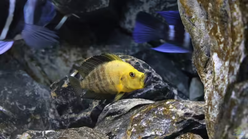 Altolamprologus compressiceps Gold Head ´Mutondwe´ WF von Björn (Slavi) (9)