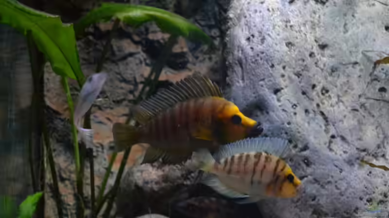 Altolamprologus compressiceps ´gold head´ Paar 2 von falleb (9)