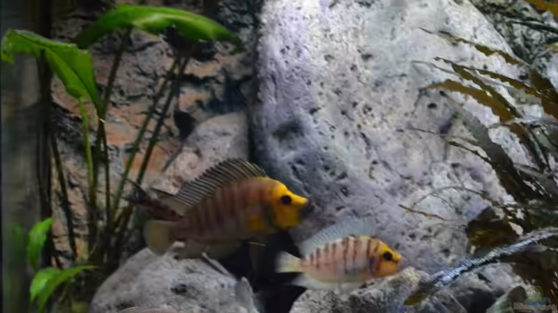 Altolamprologus compressiceps ´gold head´ Paar von falleb (8)