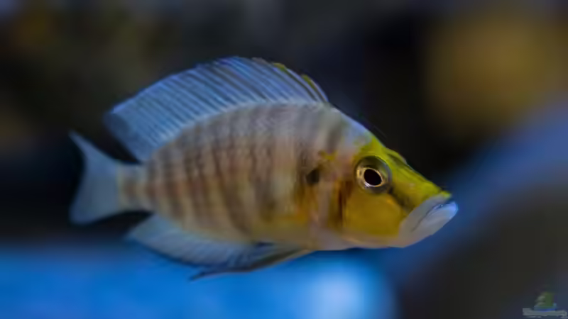 Altolamprologus compressiceps ´gold head´ von Baghira (32)