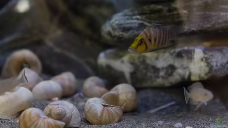 Aquarien mit Altolamprologus compressiceps (Nanderbuntbarsch)