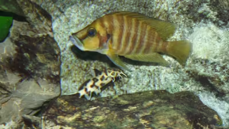 Altolamprologus compressiceps ´Golden Head´ und Synodontis von Ronald Müller (21)