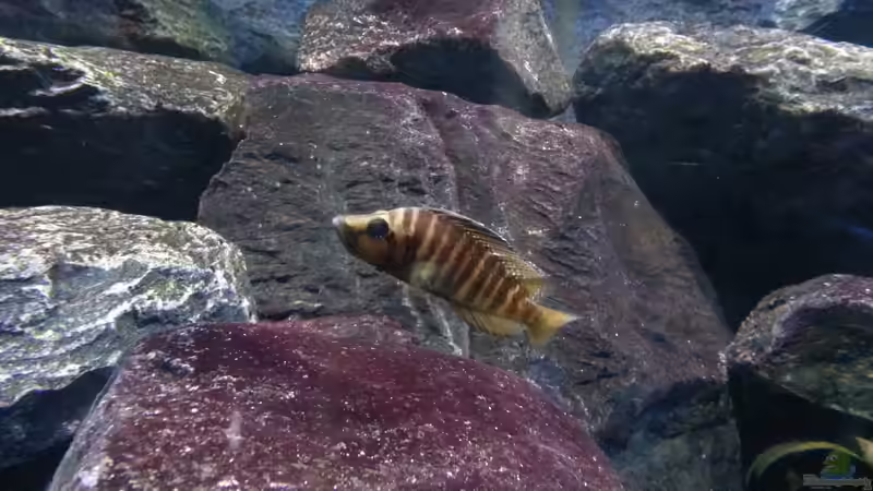 Altolamprologus compressiceps ´Golden Head´ von Bitman (49)