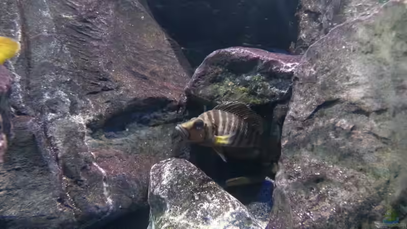 Altolamprologus compressiceps ´Golden Head´ von Bitman (51)